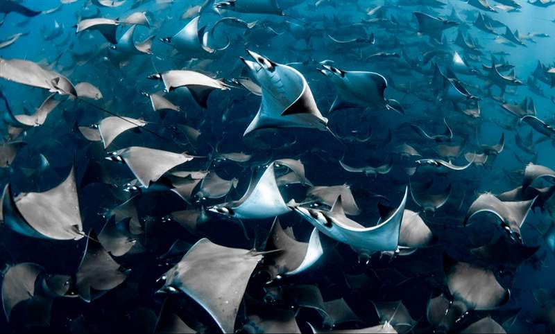 看見海的美|Blancpain 創(chuàng)立「女性Fifty Fathoms五十噚」攝影獎-復(fù)刻表