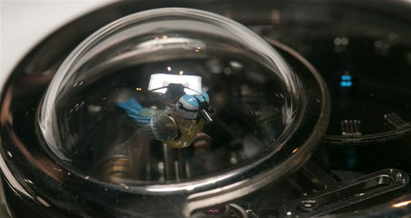 雅克德羅(Jaquet Droz)迷人小鳥自動玩偶腕表歌舞升華-復刻表